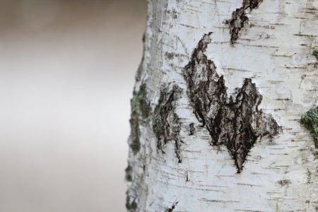 Береста кора березы чечевички