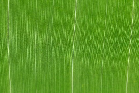 Фактура растений