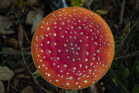 Гриб Amanita Jackson