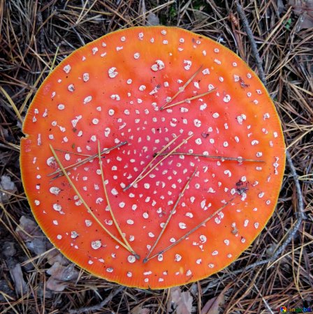 Сухой мухомор красный Amanita muscaria