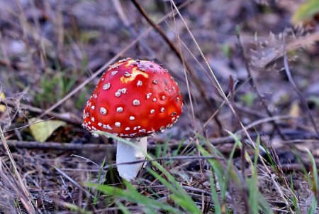 Microdosing Mushrooms мухоморы