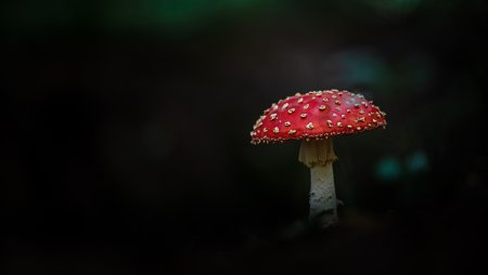 Черный мухомор