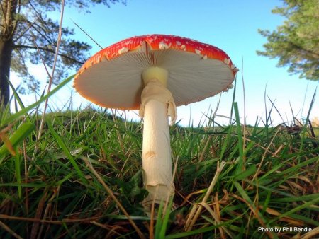 Мухомор шляпка снизу