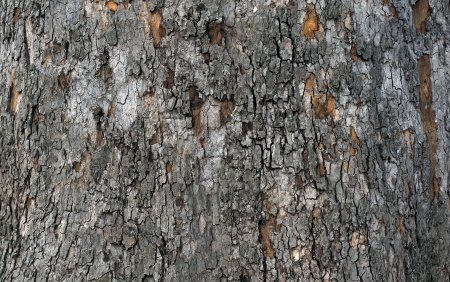 Bark texture бесшовная