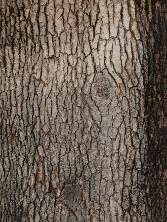 Кора дерева