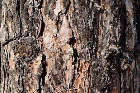 Bark texture сосна