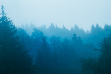 Фактура леса