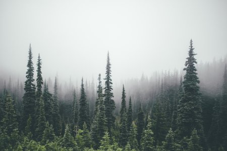Хвойный лес