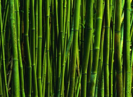 Бамбук тростниковый bambusa arundinacea