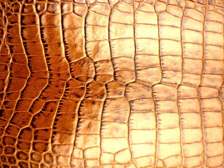 Текстура крокодиловой кожи (50 фото)