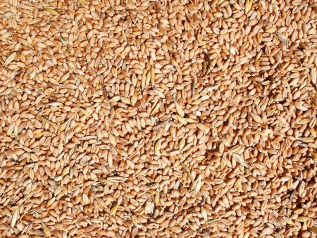 Пшеница текстура