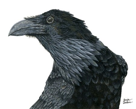 Текстура черного ворона