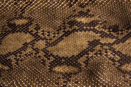 Текстура змеи (30 фото)