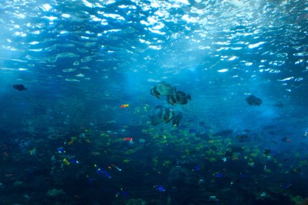 Аквариум море