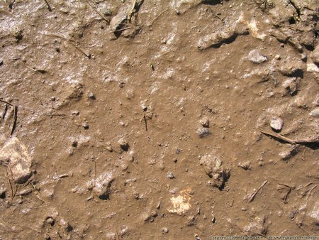 Коричневая ржавчина