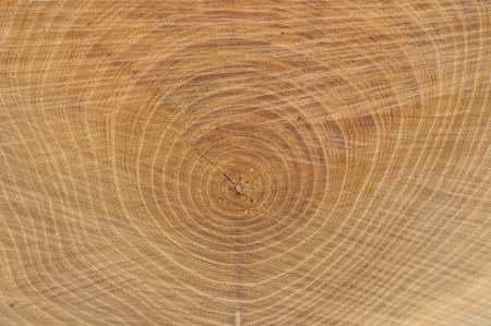 Дерево в разрезе