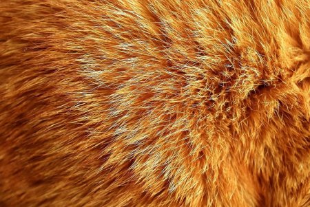 Кошачья шерсть