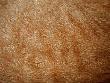 Шерсть кошки