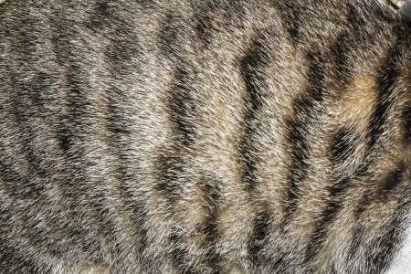 Шерсть кота