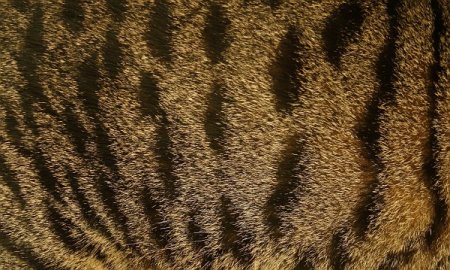Текстура шерсти кота (47 фото)