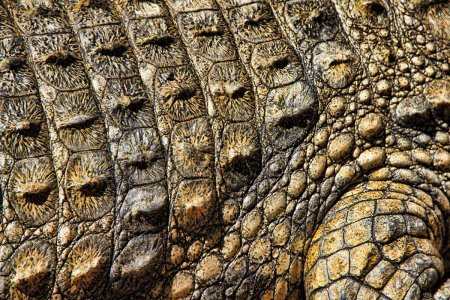 Текстура кожи крокодила (50 фото)