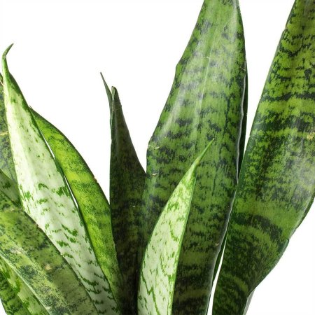 Сансевиерия Зейланика Sansevieria zeylanica