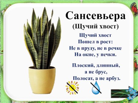Паспорт растения Сансевиерия щучий хвост