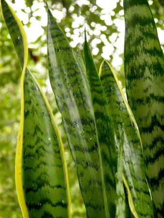 Сансевиерия (trifasciata)