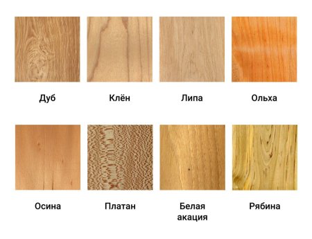 Spruce Bark texture