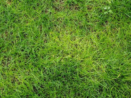 Grass 3ds Max