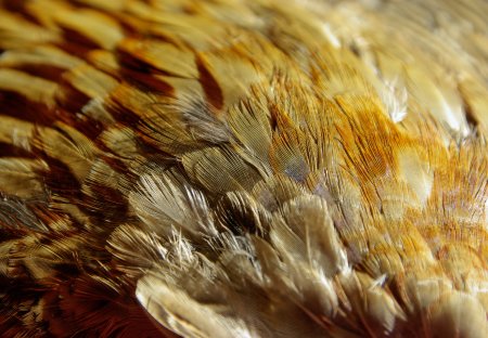 Текстура перьев (49 фото)