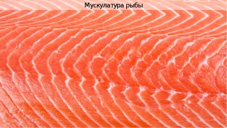 Мускулатура рыб