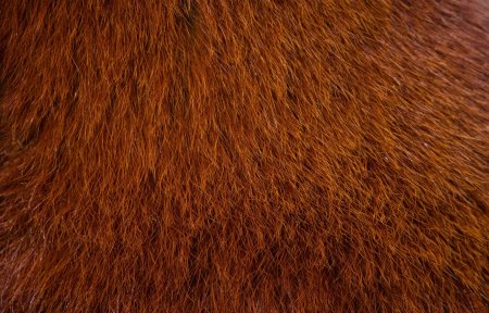 Текстура шерсти