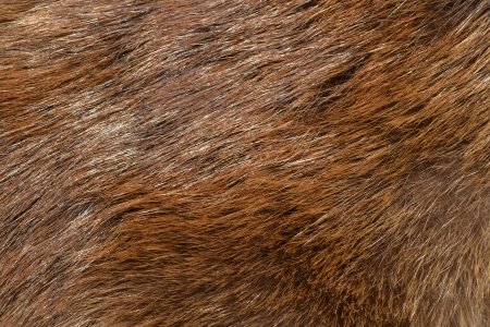 Коричневая шерсть