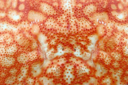 Краб из ткани