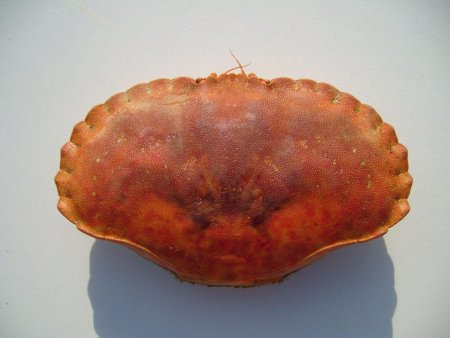 Карапакс краба