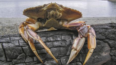 Амурский краб