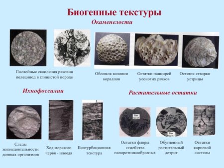 Биогенные текстуры