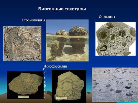 Строматолиты и Онколиты