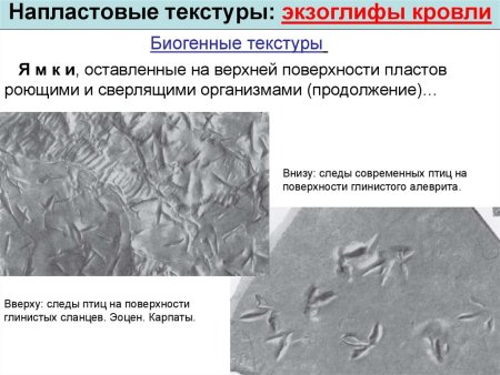 Биогенные текстуры осадочных пород