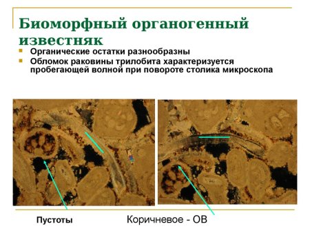 Биоморфные известняки