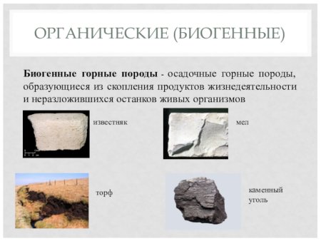 Биогенные горные породы примеры