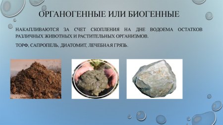 Биогенные отложения