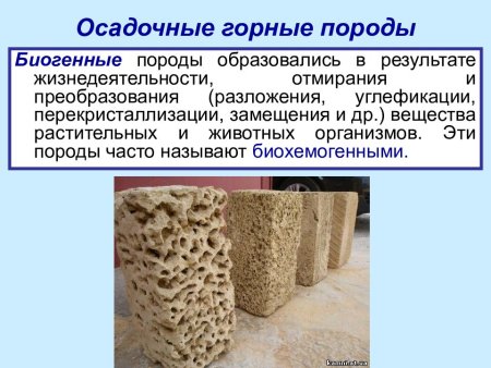 Биогенные осадочные горные породы