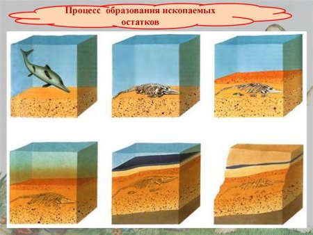 Текстура древесной коры