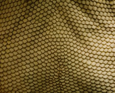 Dragon Skin – «шкура дракона»