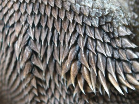 Текстура чешуи дракона (50 фото)