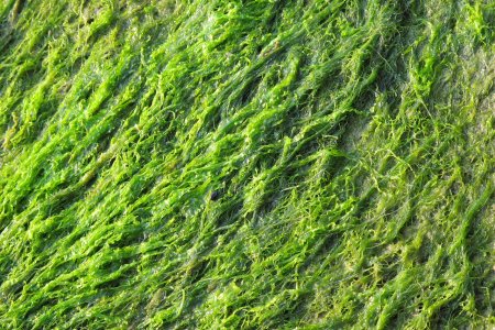 Зеленые дерновые водоросли