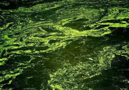 Текстура Болотной воды