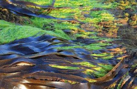 Бурые водоросли ламинария